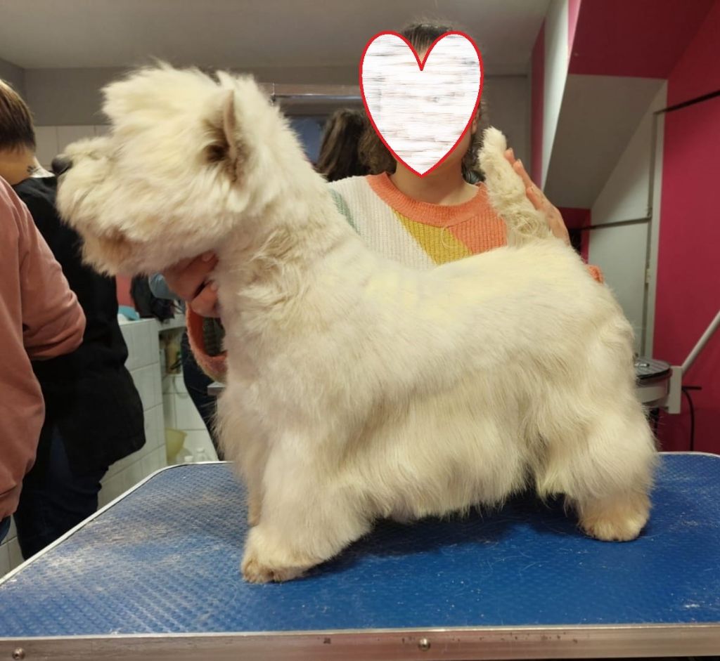 Les West Highland White Terrier de l'affixe Des Erables Pourpres